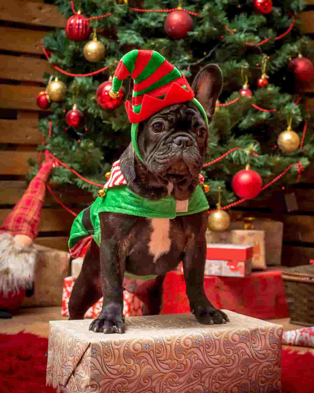 A French bulldog is standing on top of a present in front of a Christmas tree. The dog is wearing festive accessories. 