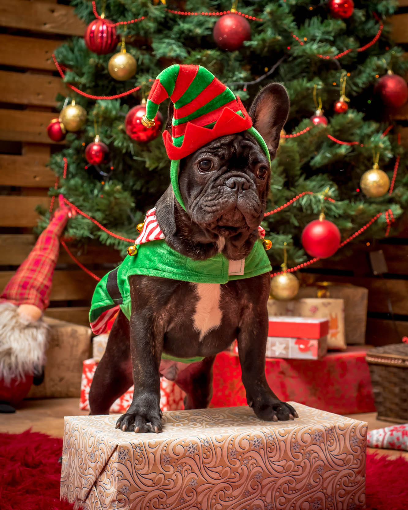Pug in front of Christmas tree